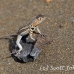 lizard_lava_galapagos_bar_h_0097_ecu0476.jpg